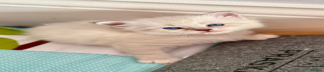 Siberian Kitten 3