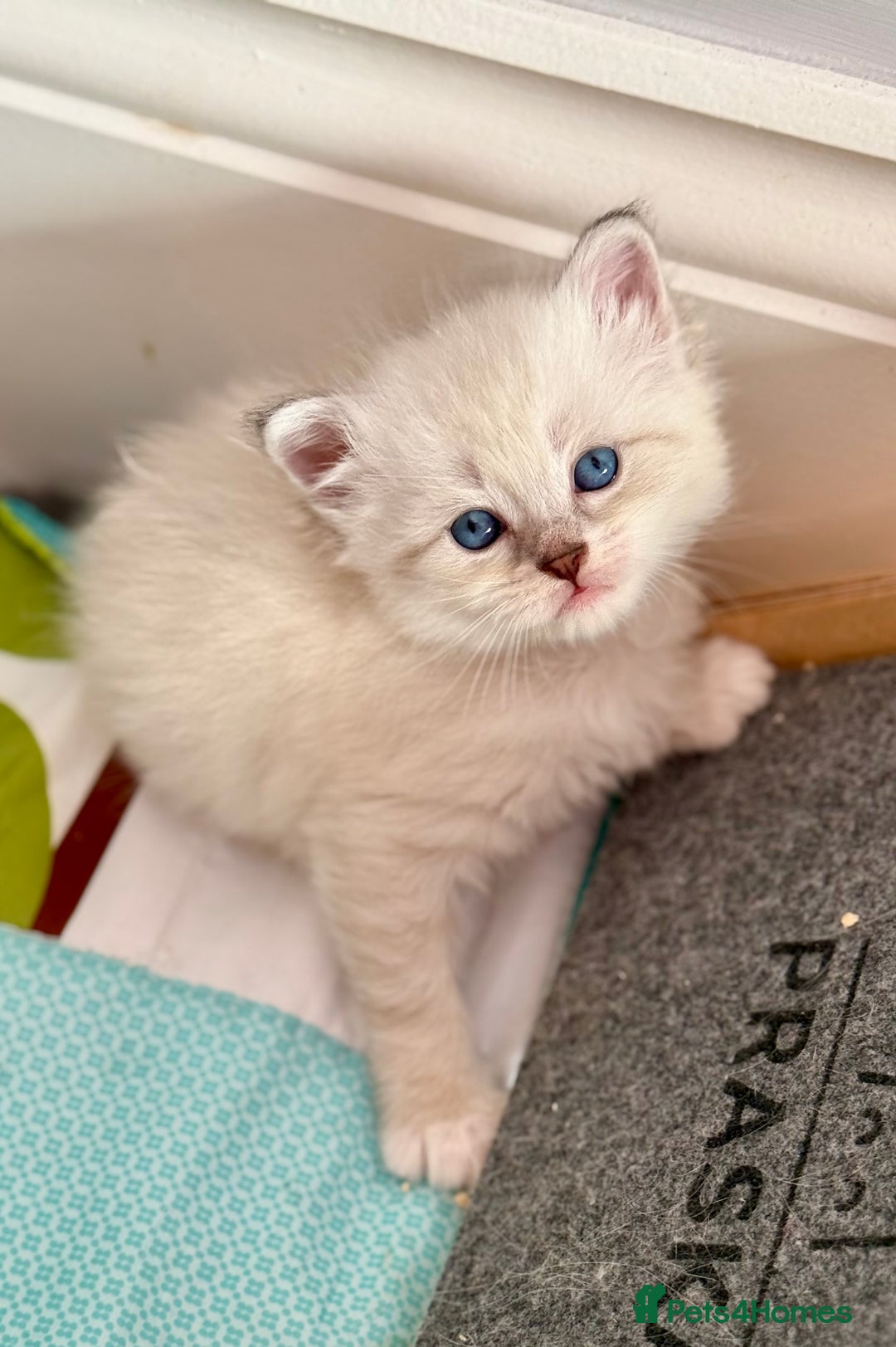 Siberian cats for sale: Only one Champion line girl available 🥰🥰 - Image 11