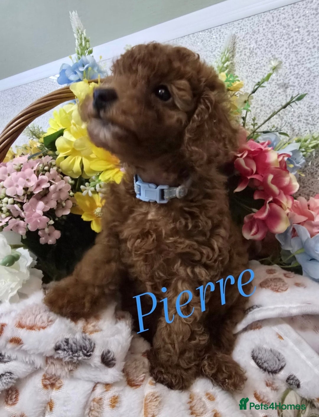 Toy Poodle dogs for sale: Kc reg deep red toy poodle council licensed  - Image 37