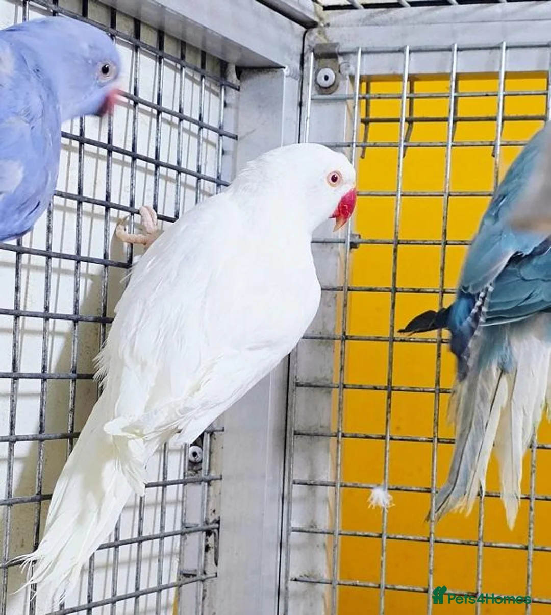 Parrots birds for sale: Beautiful Quality Parrots – Raised With Care in Hereford - Advert 2