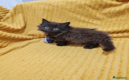 Mixed Breed cats for sale: Half Maine Coon kittens VIDEOS - Image 11