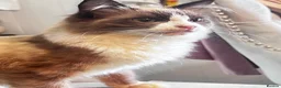 Ragdoll cats for sale: Ragdoll for sale in Blackburn, 5 months old - Advert 6