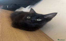 British Longhair cats for sale: Adorable British Longhair Kitten, 4 Months OId - Image 1