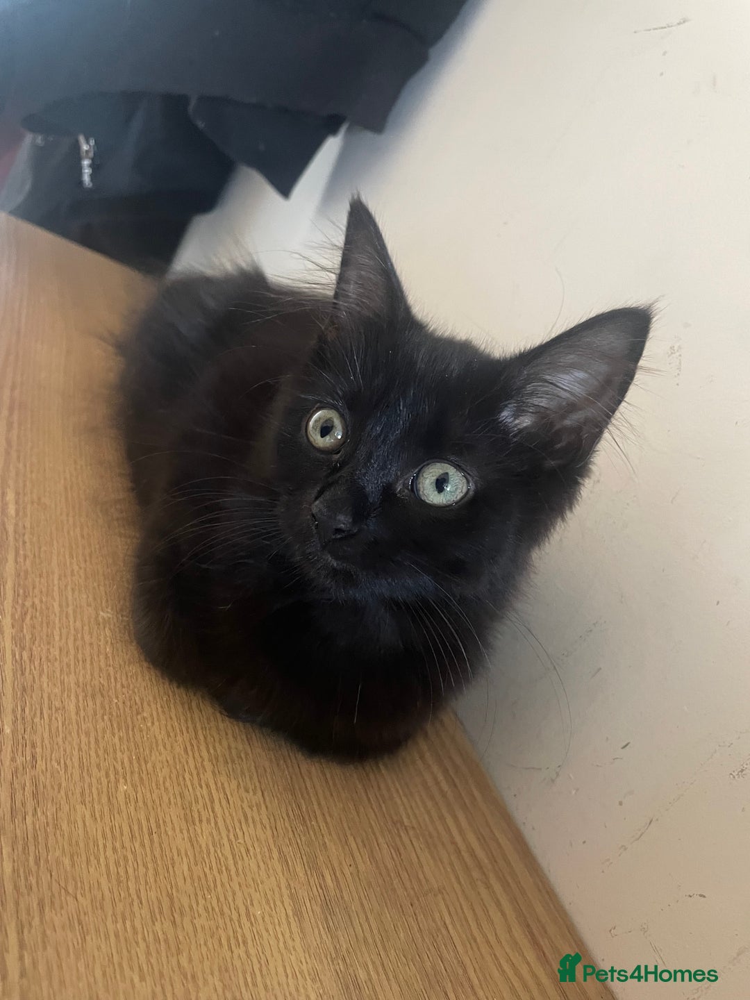 British Longhair cats for sale: Adorable British Longhair Kitten, 4 Months OId - Image 1