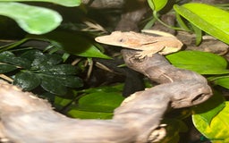 Gecko reptiles for sale: Crested Gecko 'Frankie' looking for 5* home - Image 2