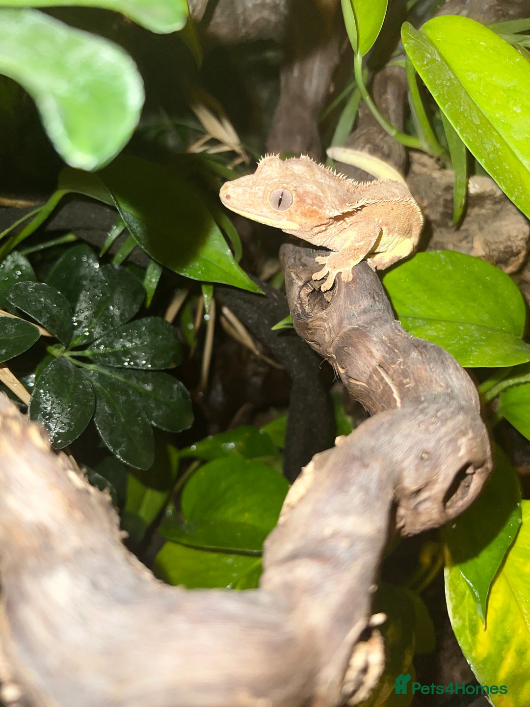 Gecko reptiles for sale: Crested Gecko 'Frankie' looking for 5* home - Image 2