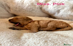 Cockapoo dogs for sale: Beautiful F1B cockapoo puppies  - Image 5