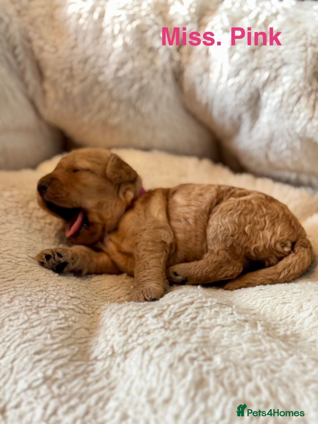 Cockapoo dogs for sale: Beautiful F1B cockapoo puppies  - Image 5