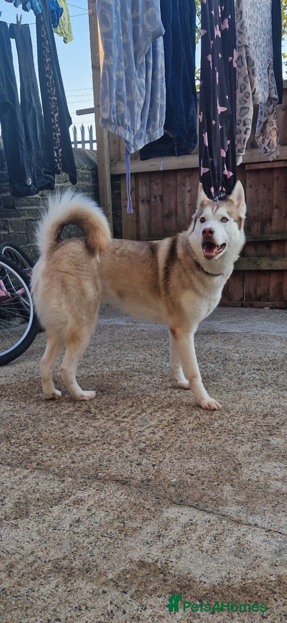 Siberian Husky dogs for sale: Siberian husky puppies  - Advert 1