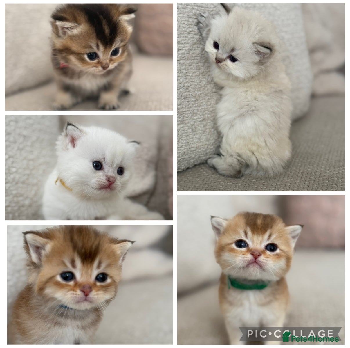 British Shorthair cats Gorgeous golden TICA long and shorthair kittens - Advert 1