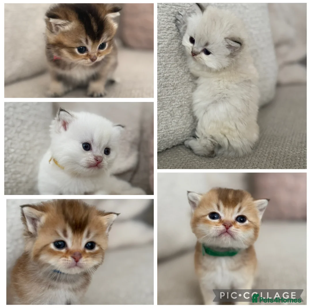 British Shorthair cats for sale: Gorgeous golden TICA long and shorthair kittens - Advert 1