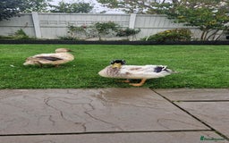 Ducks poultry for sale: Welsh Harelequin  - Image 3