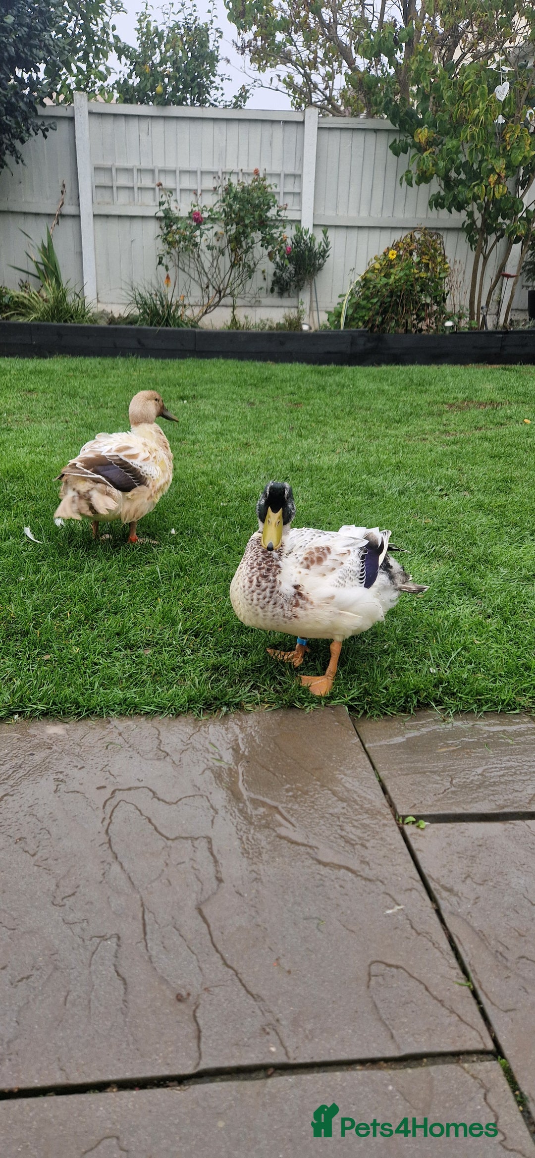 Ducks poultry for sale: Welsh Harelequin  - Image 3