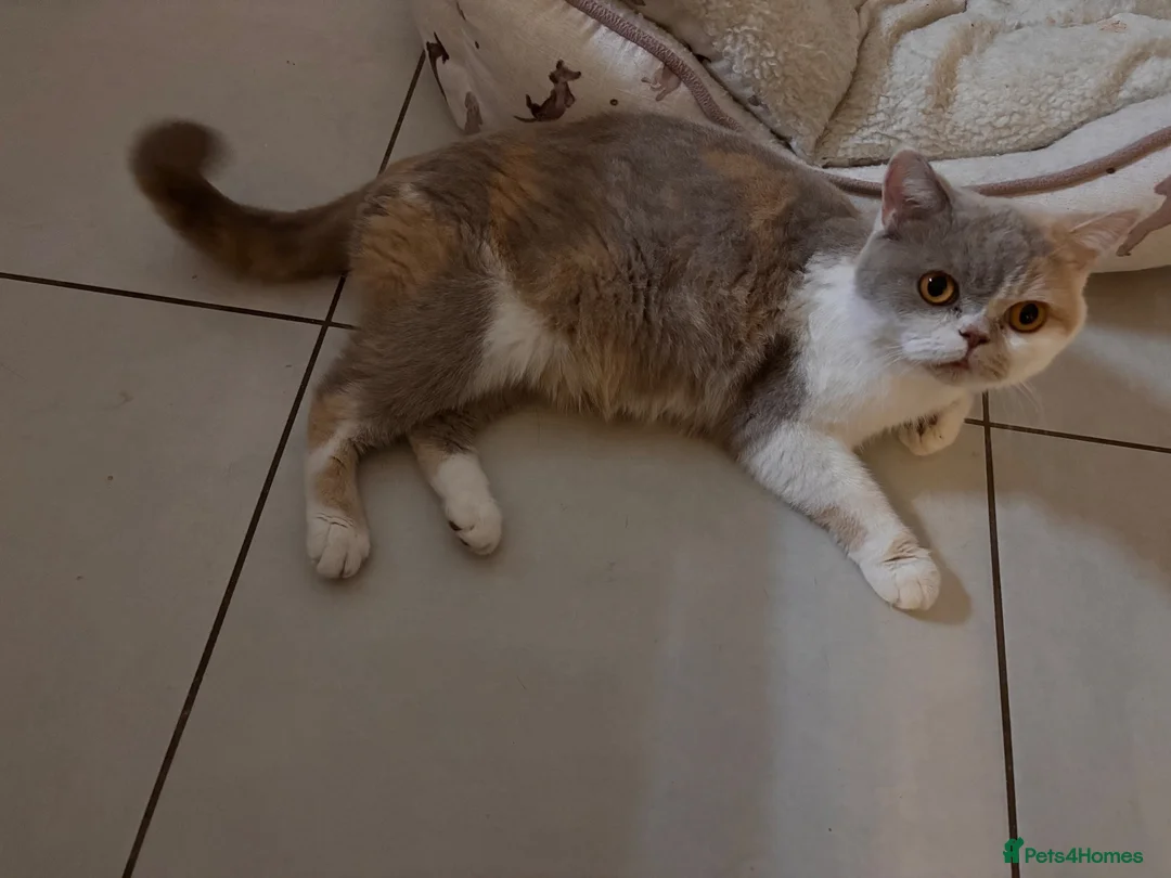 British Shorthair cats for sale: Stunning British Shorthair cross for Sale - Advert 1