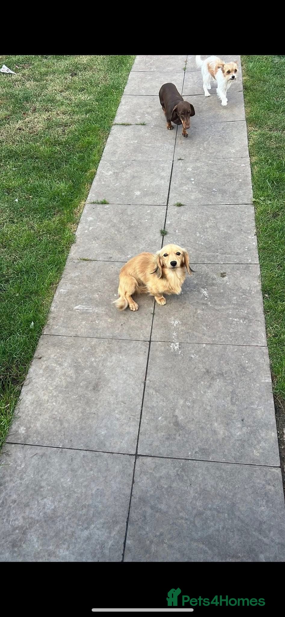 Miniature Dachshund dogs 4 x dachshund for stud  - Advert 1