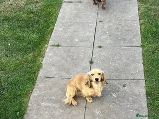 Miniature Dachshund dogs 4 x dachshund for stud - Advert 3