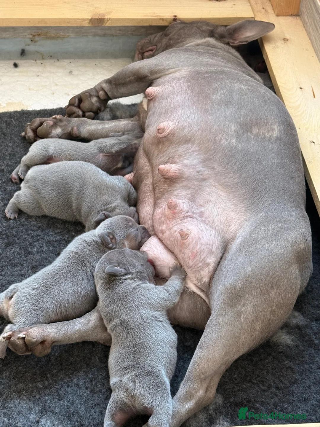 French Bulldog dogs for sale: Beautiful French Bulldog Puppies  - Advert 2