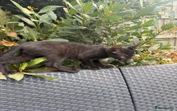 Bengal cats for sale: Mix bread ******s - Image 5