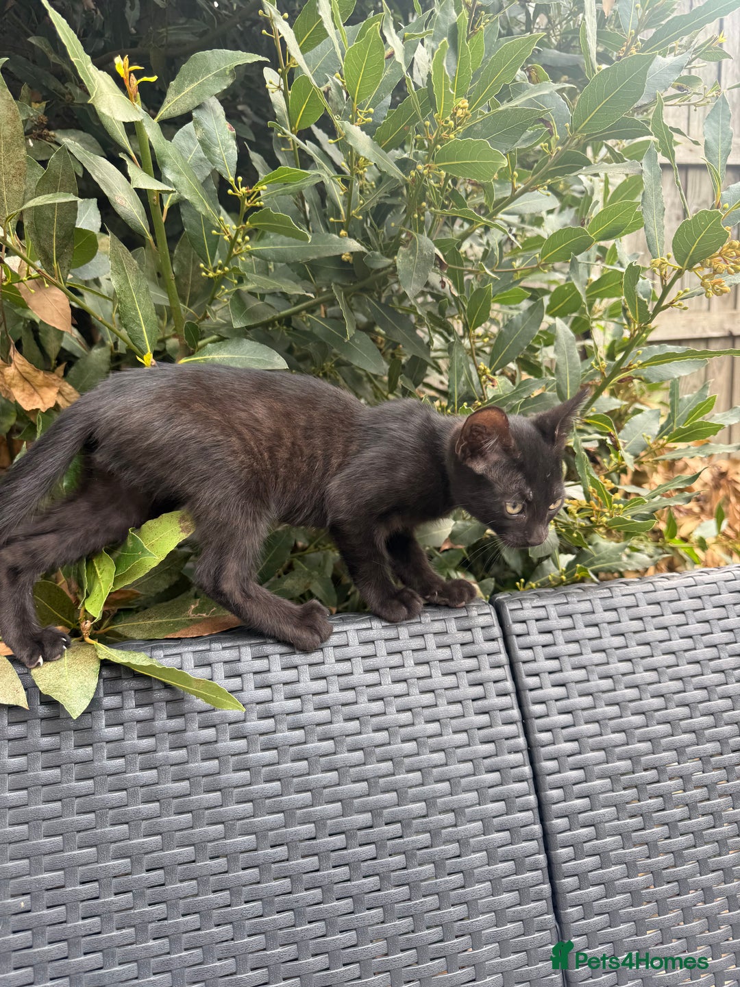Bengal cats for sale: Mix bread ******s - Image 5