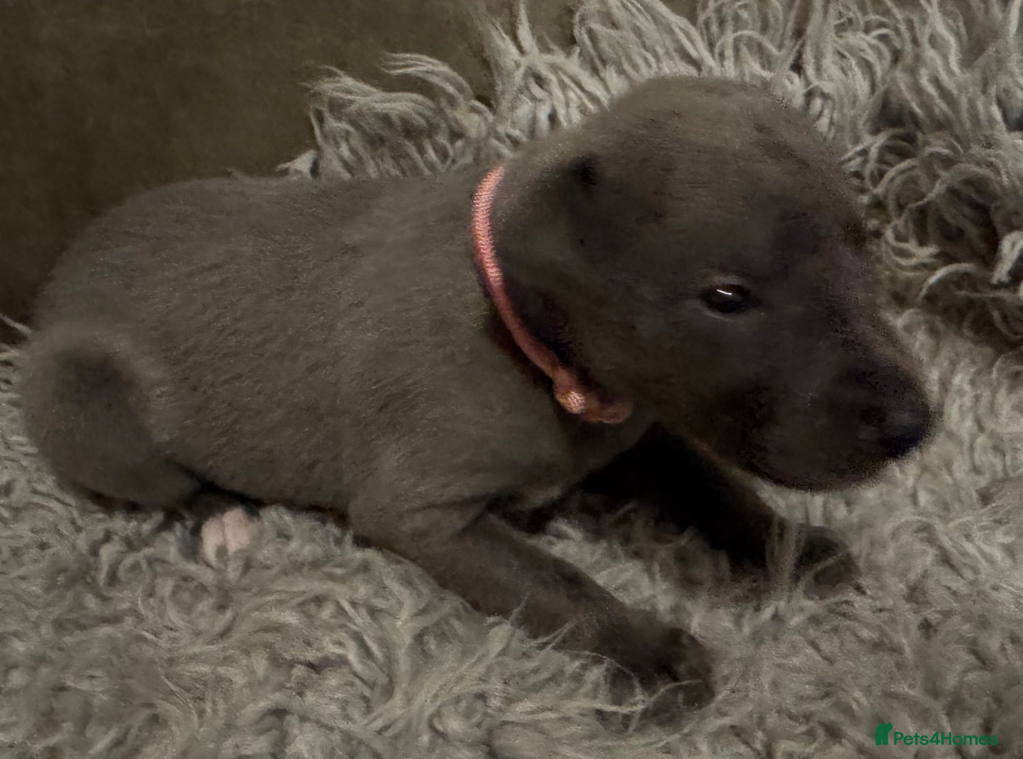 Whippet dogs for sale: 💙 Stunning KC Registered Blue Whippet Puppies  - Advert 18