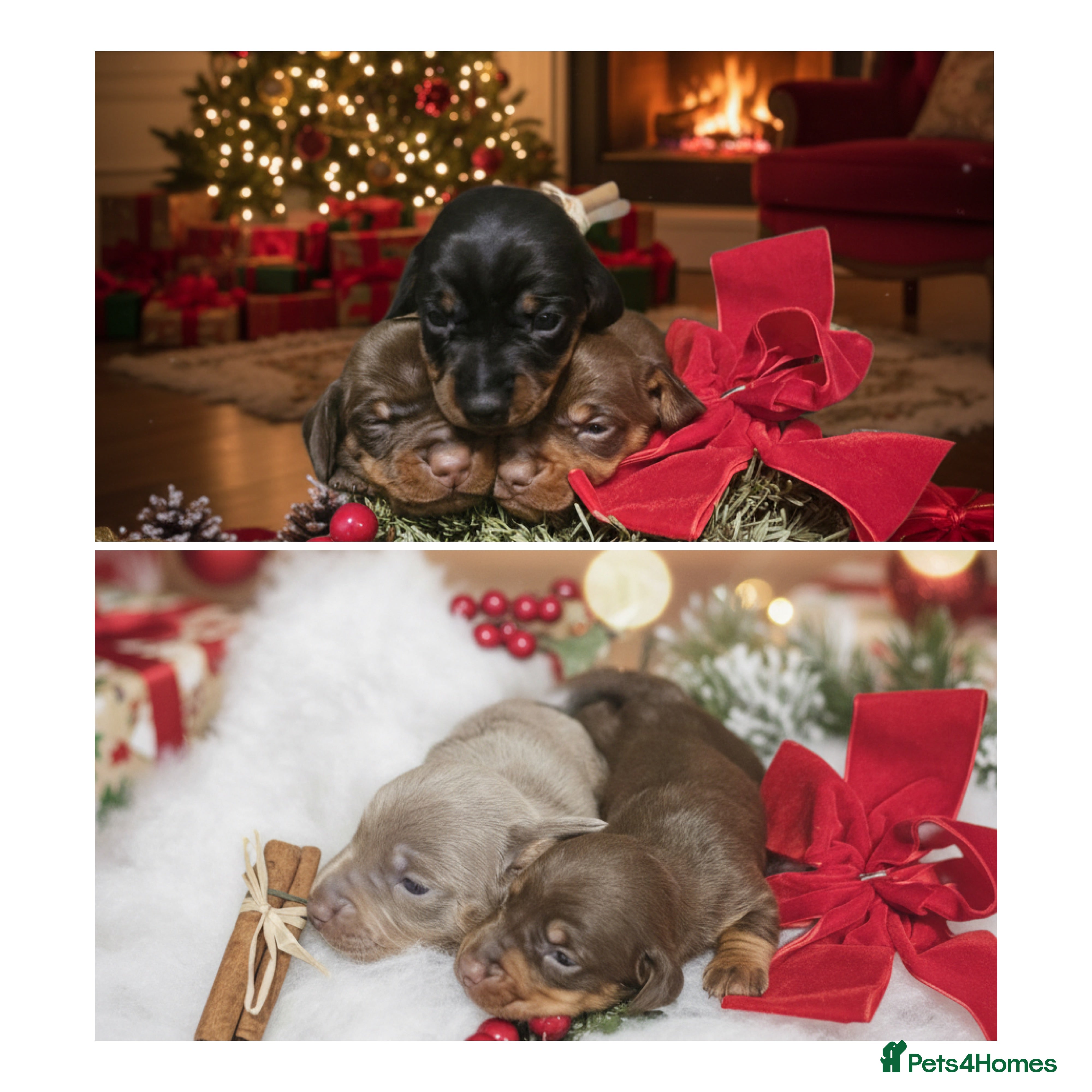 Miniature Dachshund dogs dachshund gorgeous,puppy perfect for  **  - Advert 16