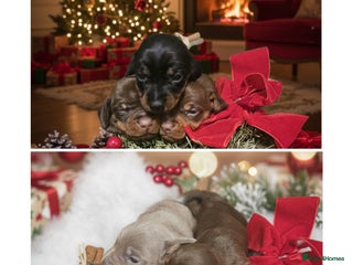 Miniature Dachshund dogs dachshund gorgeous,puppy they ready at 17th - Advert 16