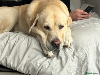 Labrador Retriever dogs Hugo - 5 - Advert 1