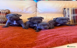 Staffordshire Bull Terrier dogs for sale: Gorgeous KC Reg/Health Tested Blue SBT Puppies - Image 24