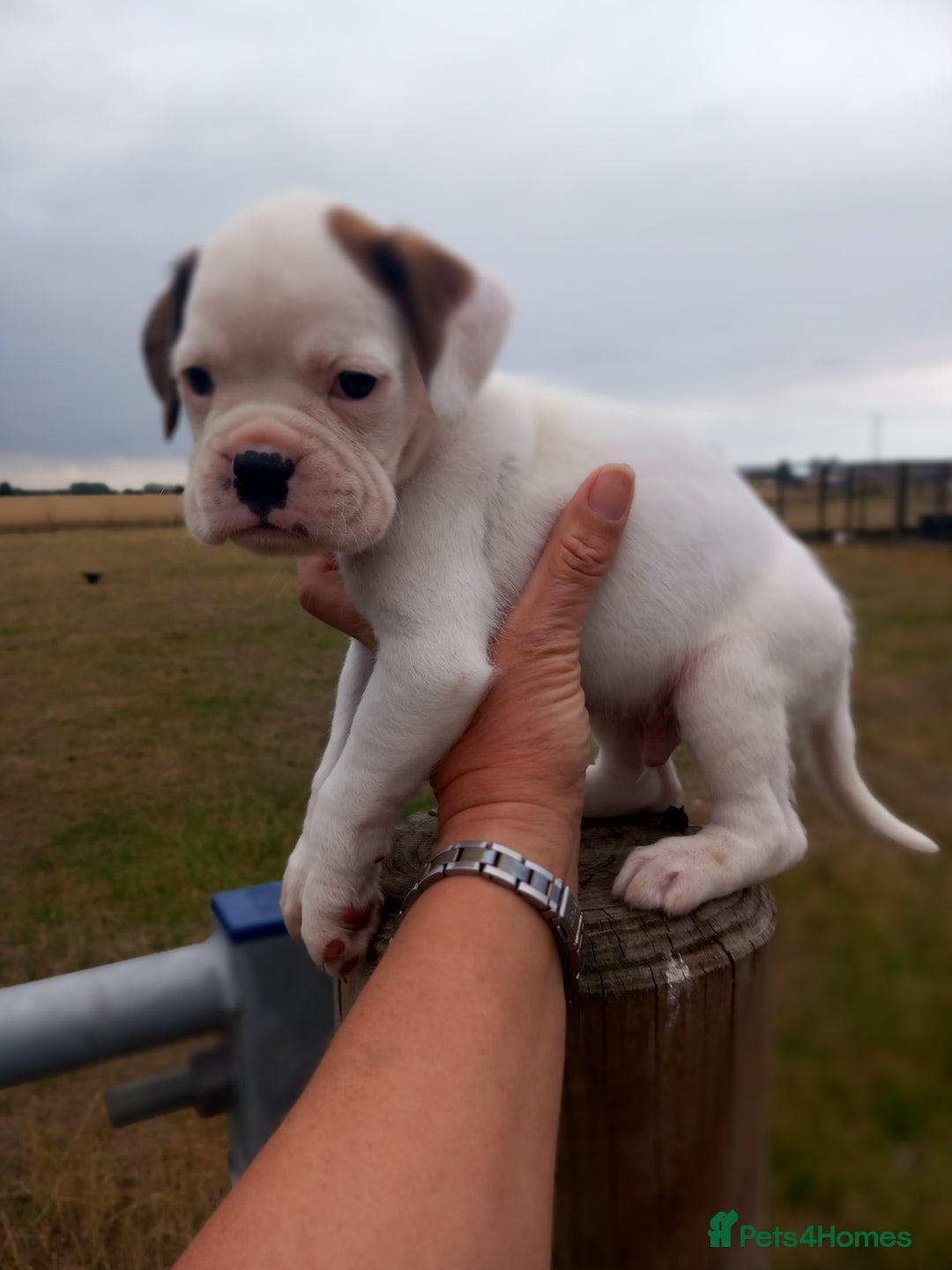 Boxer dogs for sale: Beautiful chunky Boxer puppies - Image 5