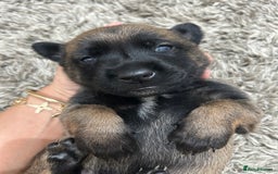 Belgian Shepherd Dog dogs for sale: Belgian Malinois puppies  - Image 1