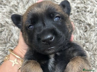 Belgian Shepherd Dog dogs - Advert 12
