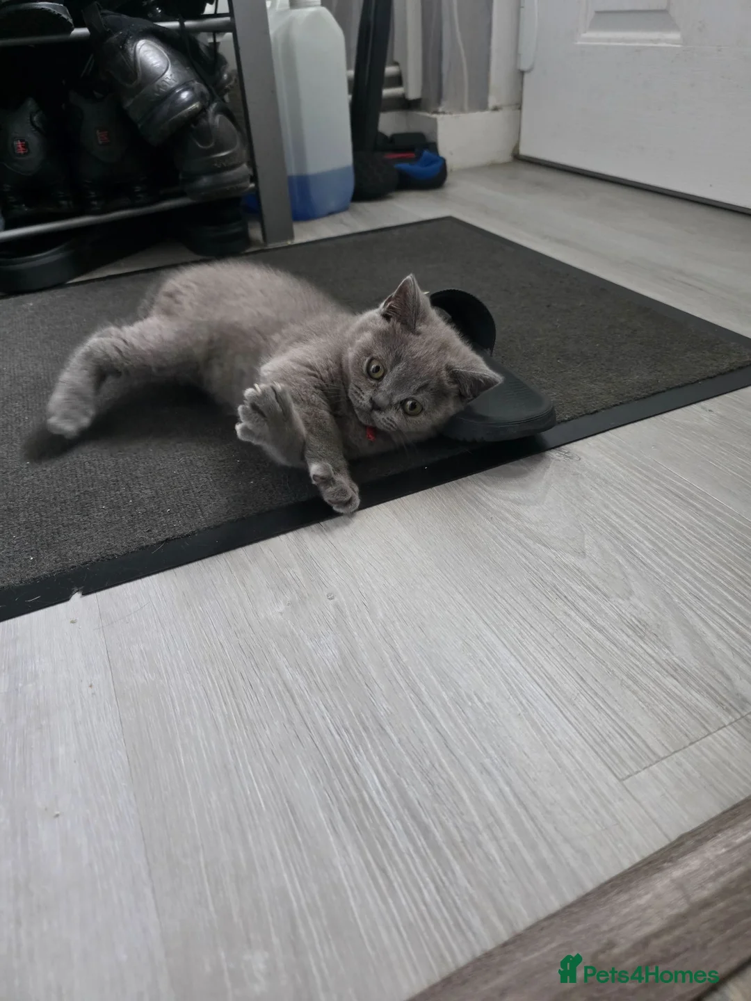 British Shorthair cats for sale: BSH kittens ready now 2 blue females vaccinated - Advert 8