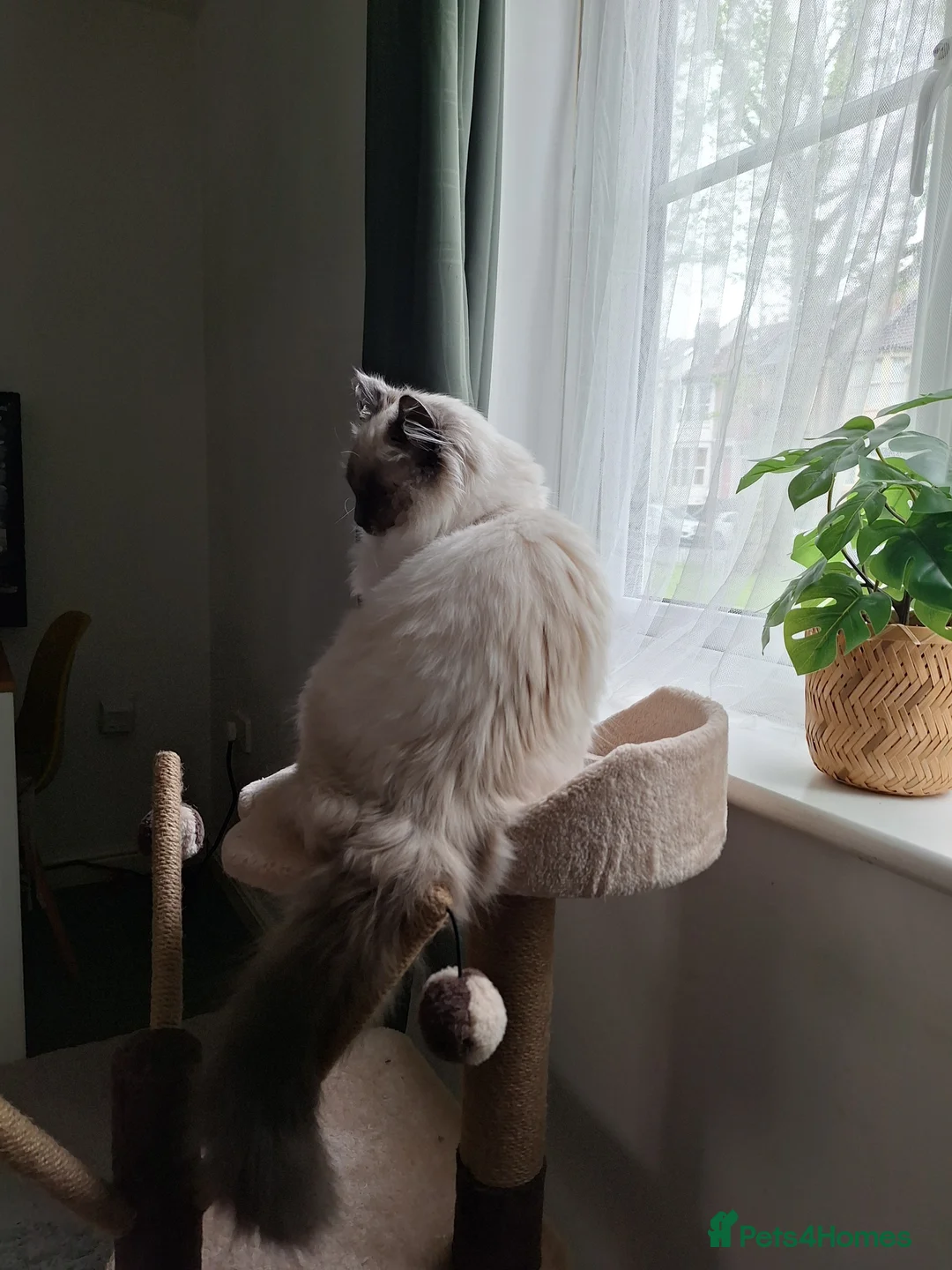 Ragdoll cats for sale: Male ragdoll cat - Advert 5