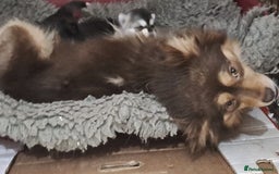 Pomsky dogs for sale: Stunning F4 Pomskies - Image 9