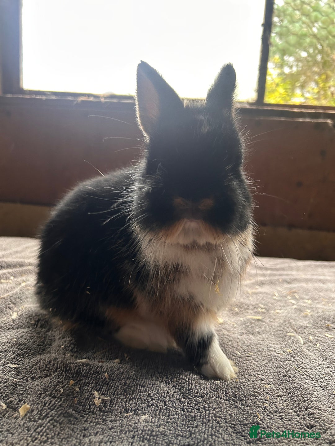 Netherland Dwarf rabbits for sale: Lovely Netherland Dwarf rabbits  - Advert 3