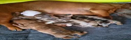 Miniature Dachshund dogs for sale: Miniature Dachshunds (short-haired) - Advert 9