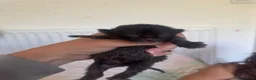 Mixed Breed cats for sale: 4 beautiful kittens for sale - Advert 2