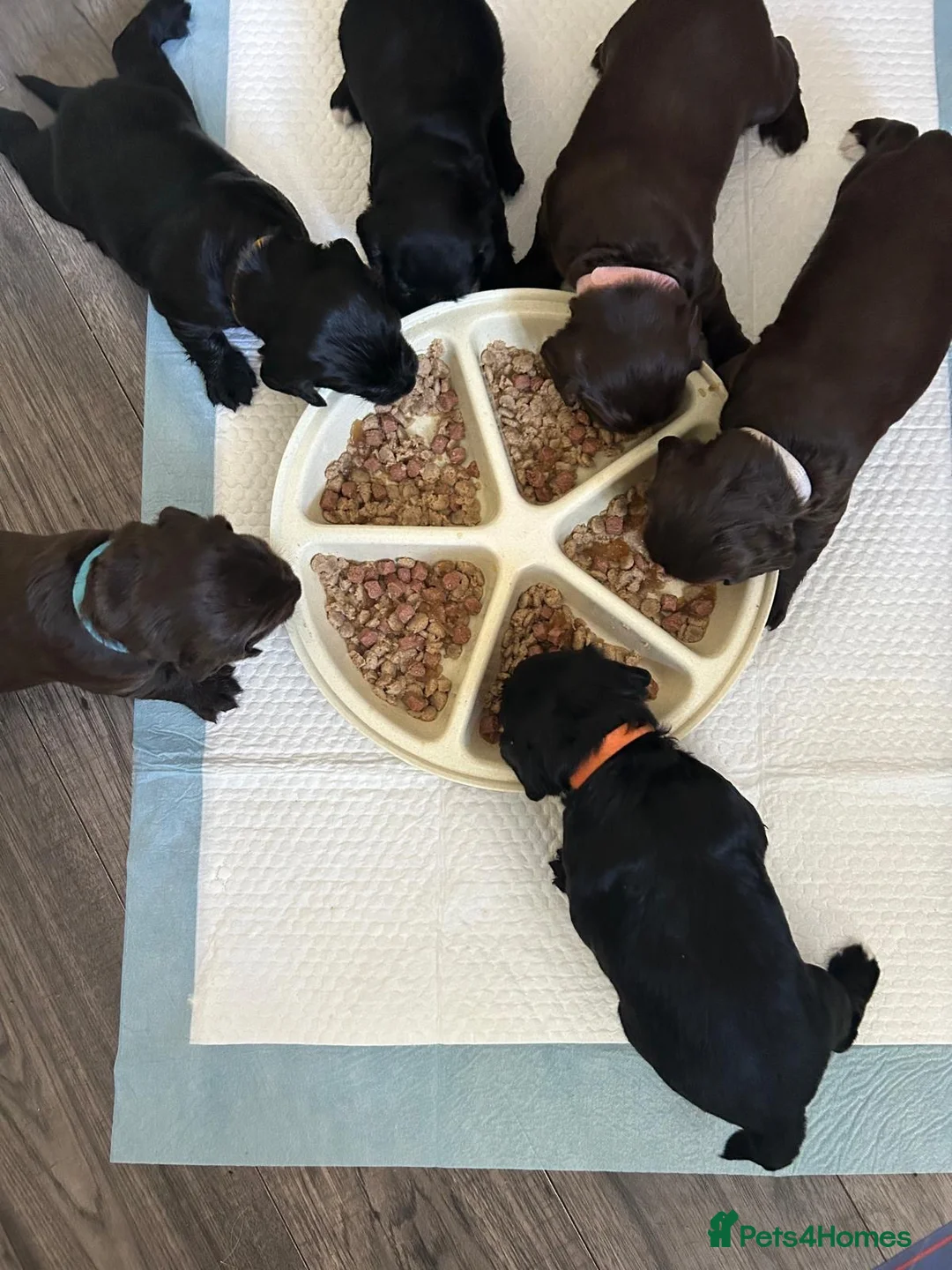 Cocker Spaniel dogs for stud: Working Cocker Spaniel available for Stud  in Chelmsford - Advert 36