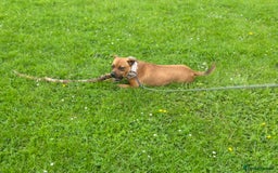 Staffordshire Bull Terrier dogs for sale: Red Staffordshire bull terrier puppies  - Image 10