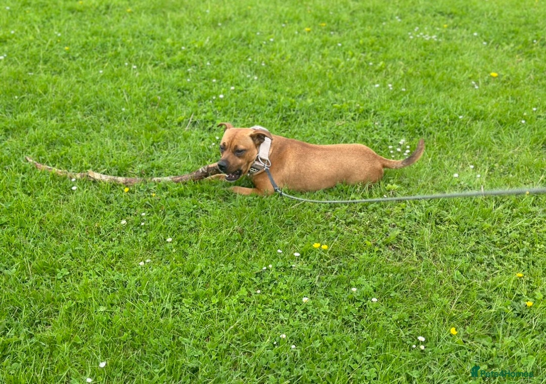 Staffordshire Bull Terrier dogs for sale: Red Staffordshire bull terrier puppies  - Image 10
