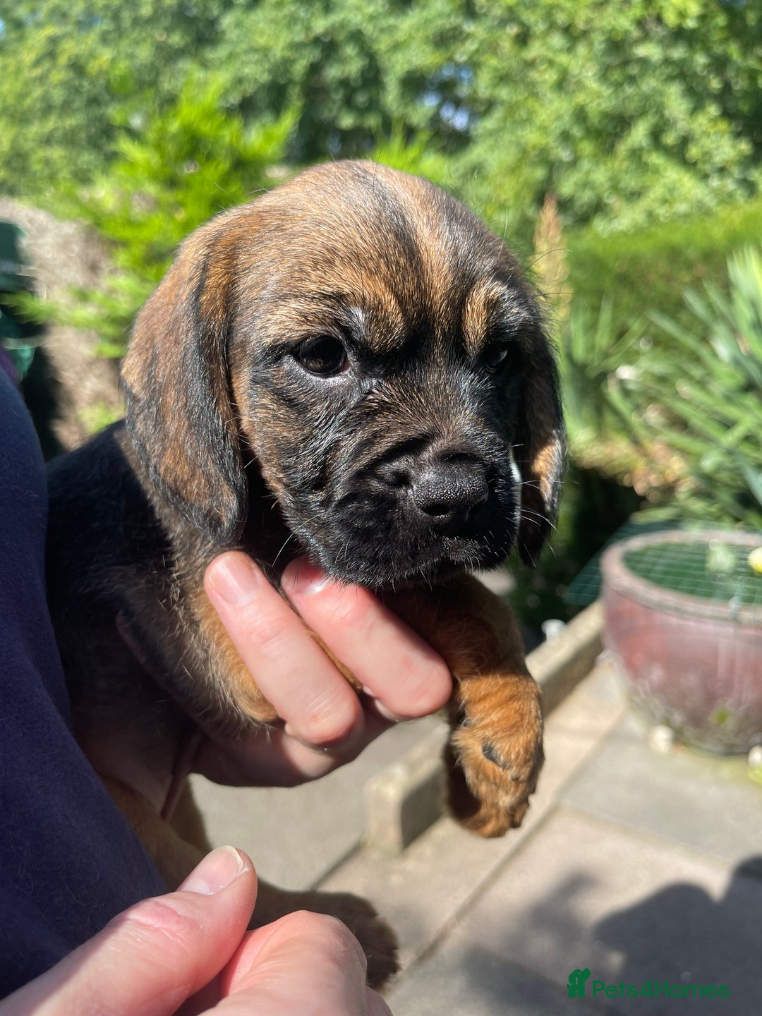 Mixed Breed dogs for sale: ❤️Beautiful Border Terrier cross puppies for sale. - Image 2