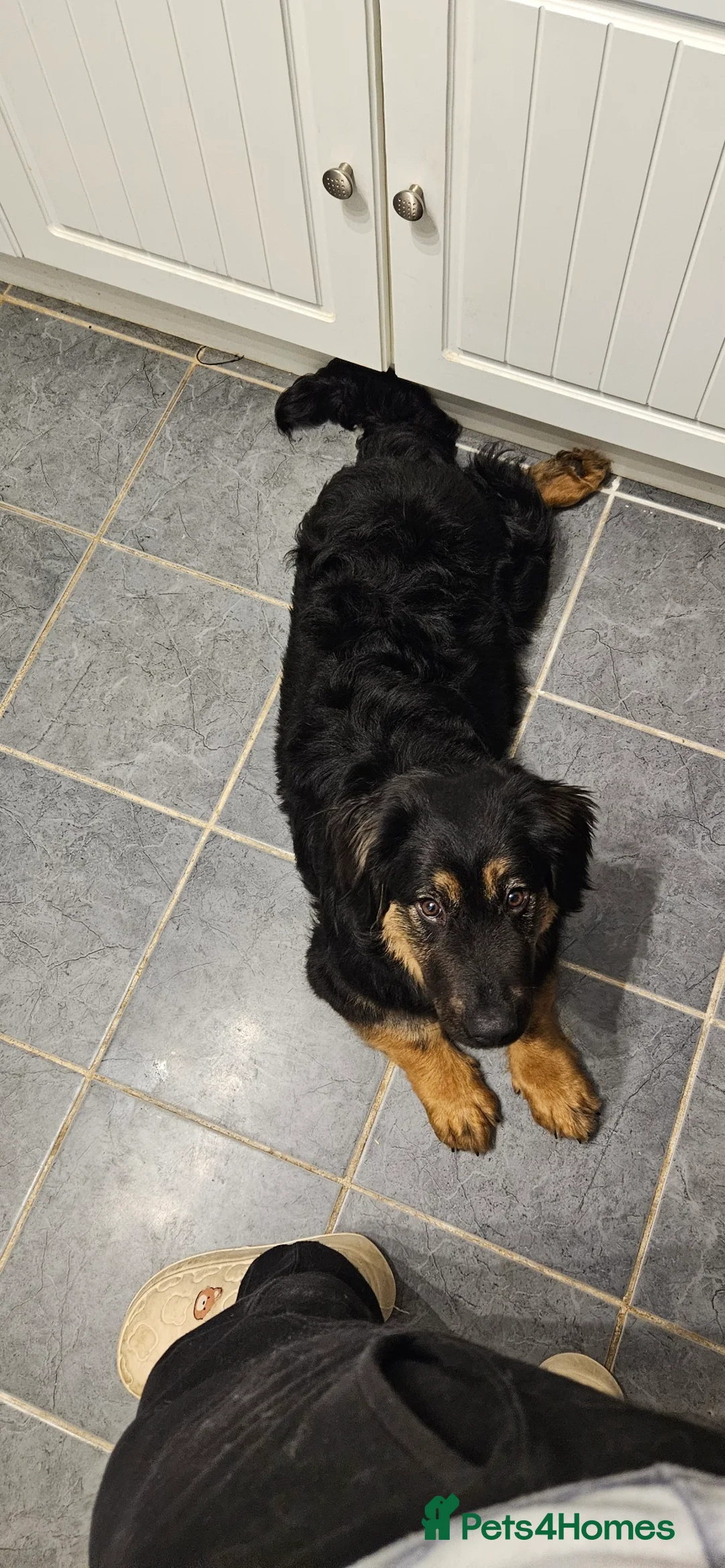 Mixed Breed dogs for adoption: Lovable Lord - Advert 5