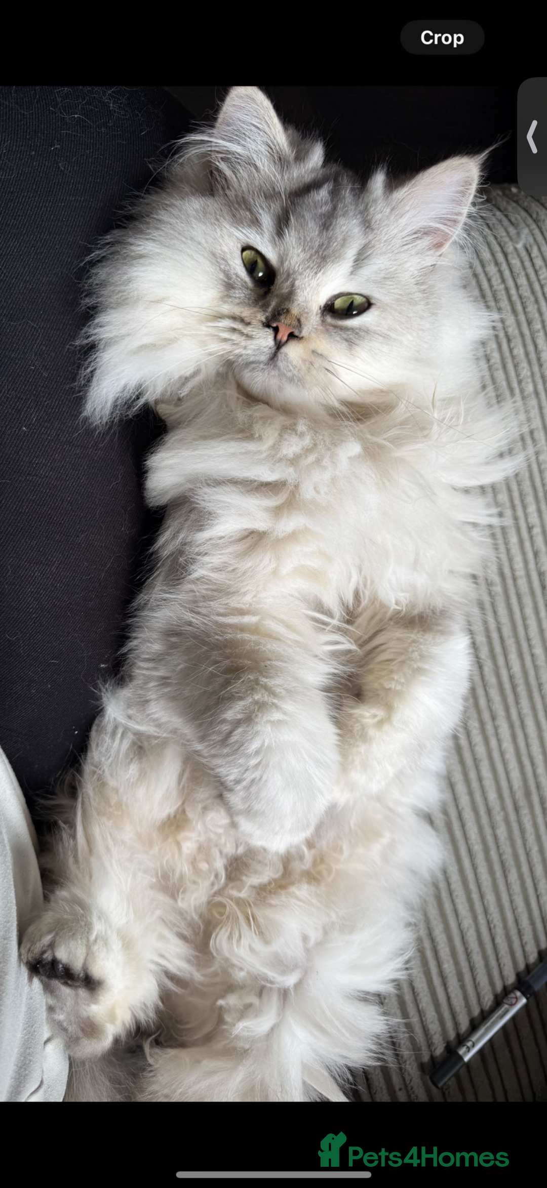 British Shorthair cats for sale: 🩵 3 British Long/Shorthair kittens! 🩵 - Image 7
