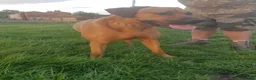 Rhodesian Ridgeback dogs for stud: Champion Bloodline Experienced Ridgeback Stud - Advert 4
