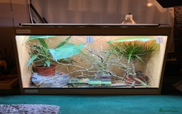 Chameleon reptiles for sale: Yemen Chameleon + Vivarium Setup Kit - Image 15