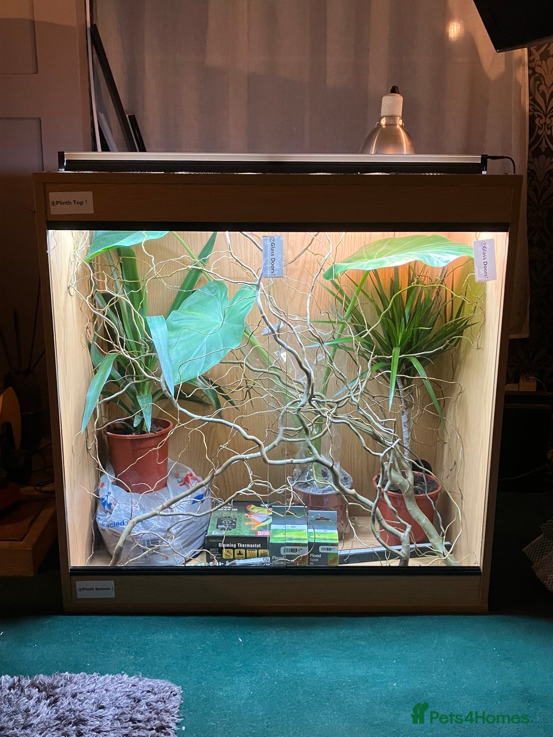 Chameleon reptiles for sale: Yemen Chameleon + Vivarium Setup Kit - Image 15