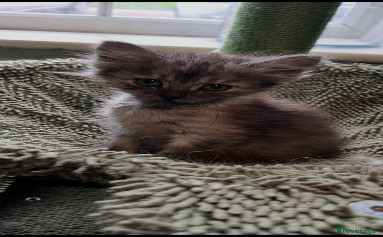 Maine Coon cats - Advert 8