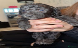 Bedlington Terrier dogs for stud: KC Registered Bedlington Terrier Stud in Ferryhill - Image 24