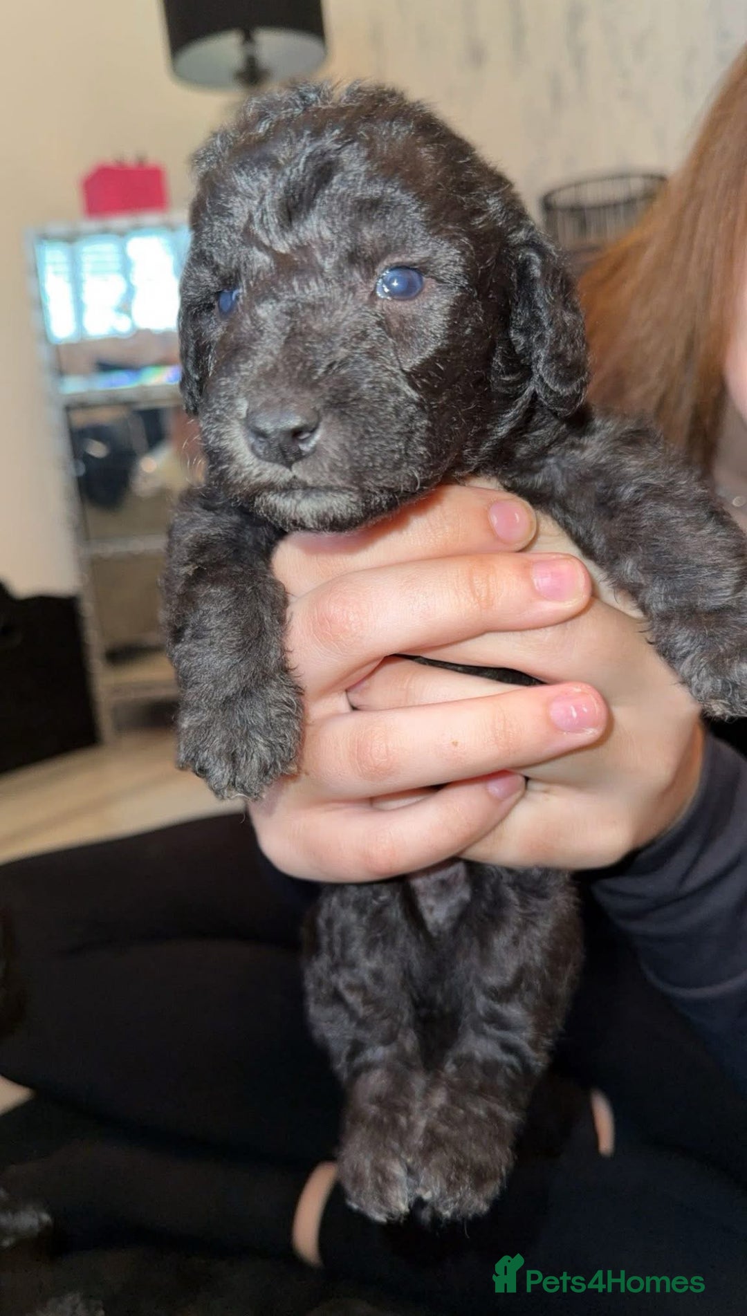 Bedlington Terrier dogs for stud: KC Registered Bedlington Terrier Stud in Ferryhill - Image 24
