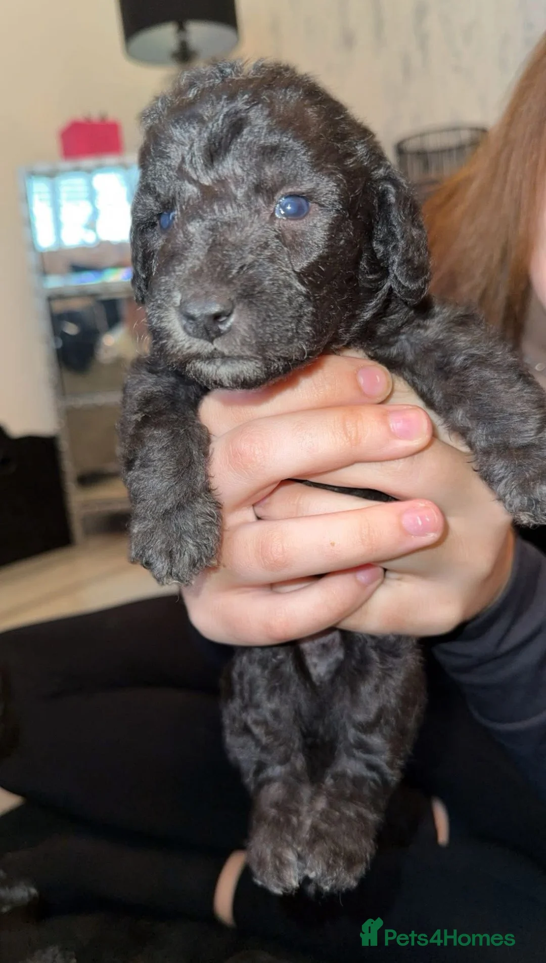 Bedlington Terrier dogs for stud: KC Registered Bedlington Terrier Stud in Ferryhill - Advert 24